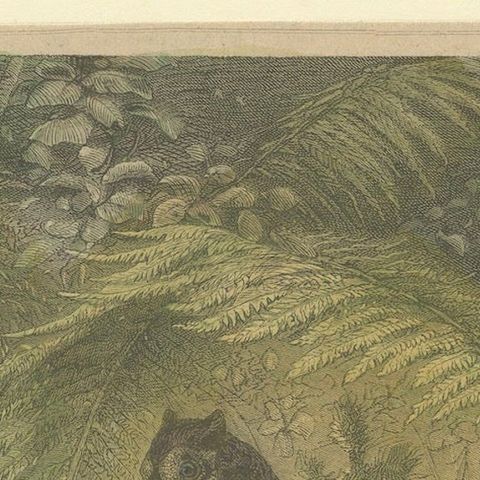 Illustration of Noble Pheasants (Edelfasanen)" by August Specht, 1870, close-up 4