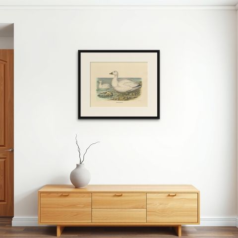 Original Rare Old Bird Print Depicting Cassin's Snow Goose 'Anser Albatus', 1869, shown framed on a wall