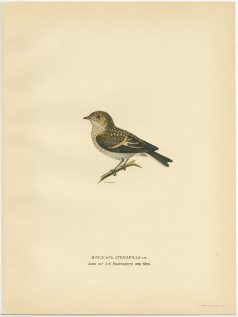 Decorative Antique Bird Print of The Pied Flycatcher, 1927, view 2