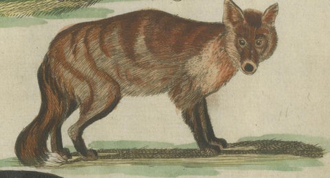 Hand Colored Antique Print of Wolves and a Fox, circa 1820, close-up 2