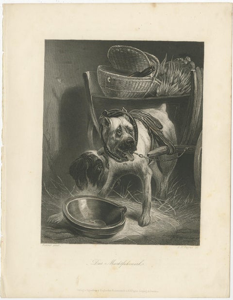 Belgian Mastiff Working Dog, Antique Engraving by A.H. Payne, c.1850, view 2