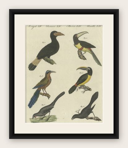 Antique Print of Various Birds Including the Aracari Toucan, shown framed