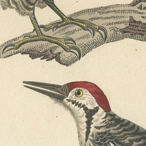 Rare Print of a Male Golden-Green & a Male Fulvous-Breasted Woodpecker, 1838, close-up 2