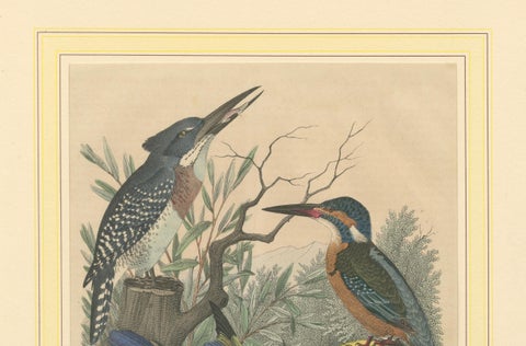 Hand-Coloured Lithograph of Kingfishers in Serenity: An 1852 Riverside Study, close-up 2