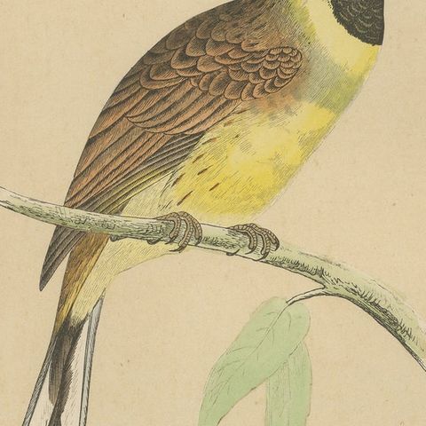 Antique Bird Print of a Cirl Bunting, close-up 2