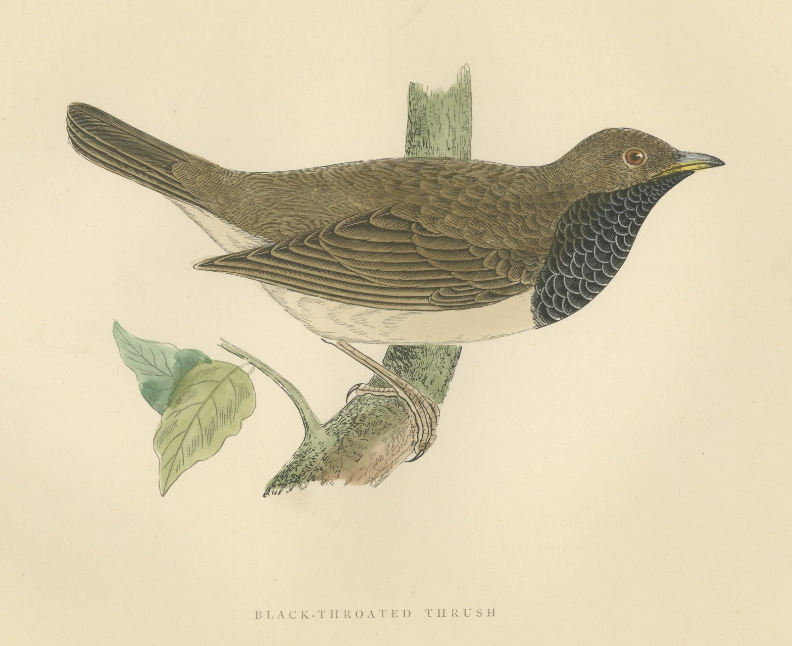 Black Throated Thrush with Leaves, Antique Hand Colored Print, 1896