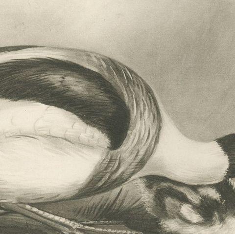 Shelduck and Ducklings, Antique Bird Print after Lilian Medland, circa 1909, close-up 2