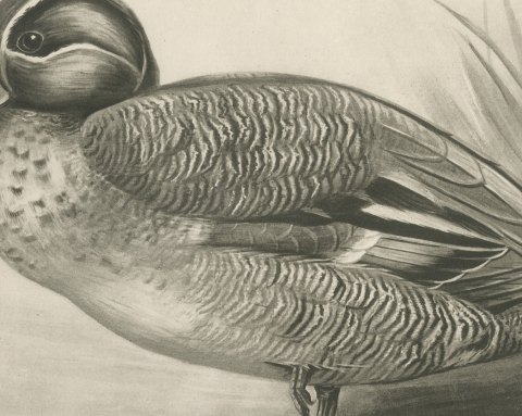 Teal Drake by the Reeds, Plate CLXXVI after Lilian Medland, c. 1909, close-up 2