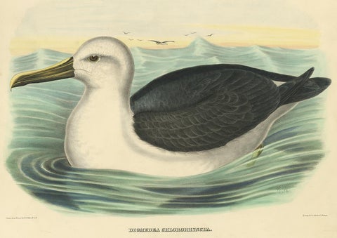 Antique Bird Print of a Yellow-Nosed Albatros Made After D.G. Elliot, 1869, view 2