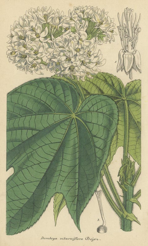 Antique Botany Print of the Dombeya Flowering Plant by Lemaire, 'circa 1851', view 3