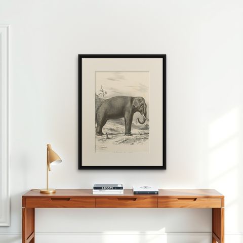 Old Antique Hand-Colored Print of an Indian Elephant, ca.1860, shown framed on a wall