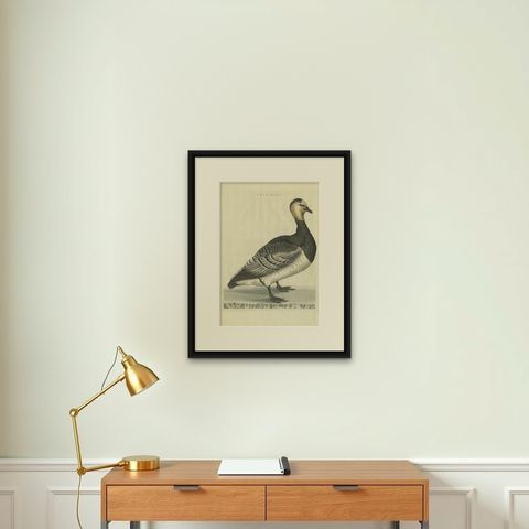 Anas, Brenta, Barnacle Goose from Nederlandsche Vogelen, 1797, shown framed on a wall