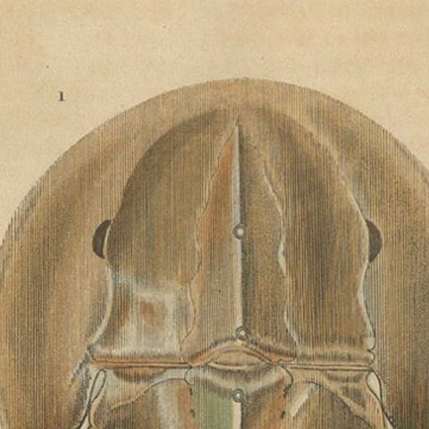 Anatomy of the Atlantic Horseshoe Crab, A Hand-Colored Engraving of 1845, close-up 4