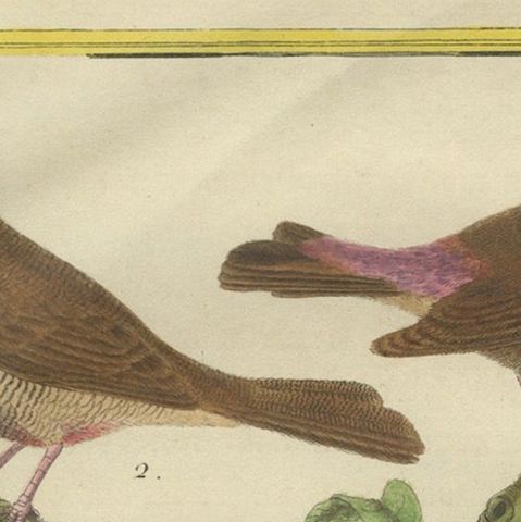 Exotic Birds of the World: A 1765-1780 Study by Martinet and Buffon, close-up 5