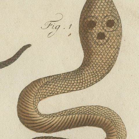 Black Snake with Hummingbird, Antique Bertuch Print, Vienna, circa 1805, close-up 3