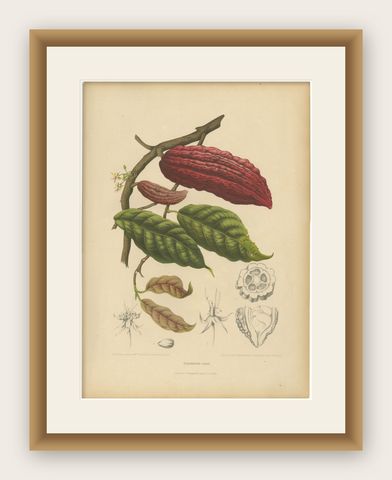 Original Antique Botanical Chromolithograph of Cacao Tree (Theobroma cacao) 1880, shown framed