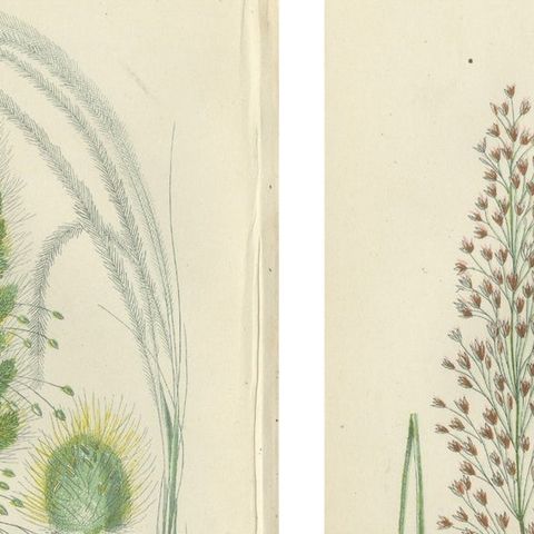 Club Moss Varieties, Hand-Colored Botanical Engravings, 1873 Pair, close-up 1