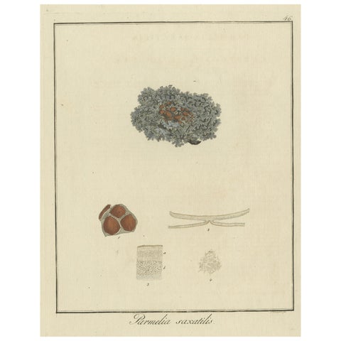 Hand-Colored Engraving of Shield Lichen, Parmelia saxatilis, by F. Guimpel, 1819