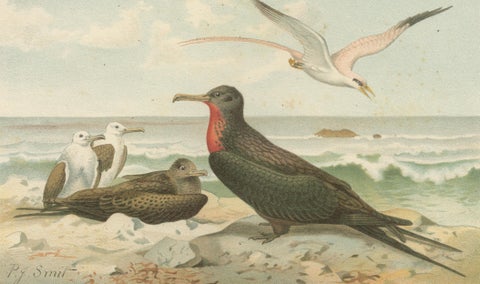 Antique Frigate Bird & Tropic Bird Print, Coastal Scene Lithograph, c.1895, close-up 2