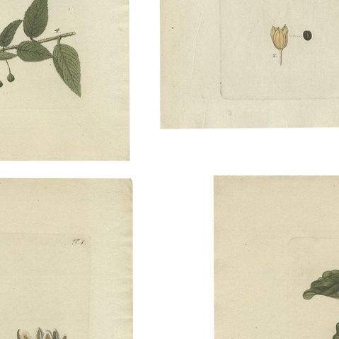 Set of 4 Antique Prints of Various Plants by Jacquin, 'c.1790', close-up 2