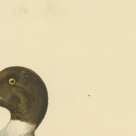 Serene Observer: Vintage Bird Print of The Common Goldeneye by Magnus von Wright, close-up 3