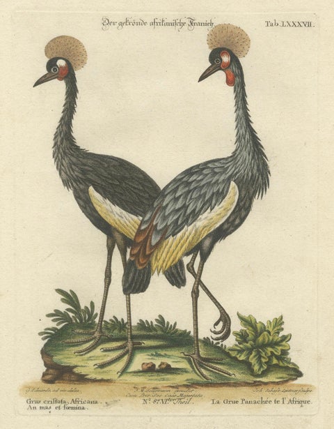 Hand-Colored Engraving of the Crested African Crane by Johann Seligmann. ca.1770, close-up 4
