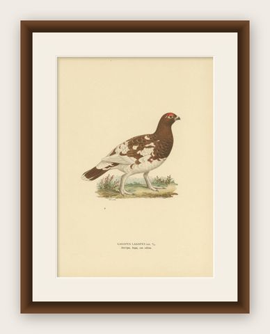 Antique Bird Print of the Female Willow Ptarmigan, 1929, shown framed