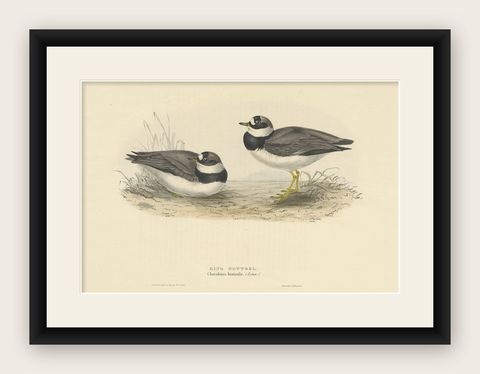Antique Bird Print of the Ring Dotterel by Gould, 1832, shown framed
