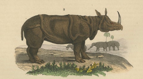 Terrestrial Mammals: Wild Boar, Indian Rhinoceros, and Malayan Tapir, 1845, close-up 1
