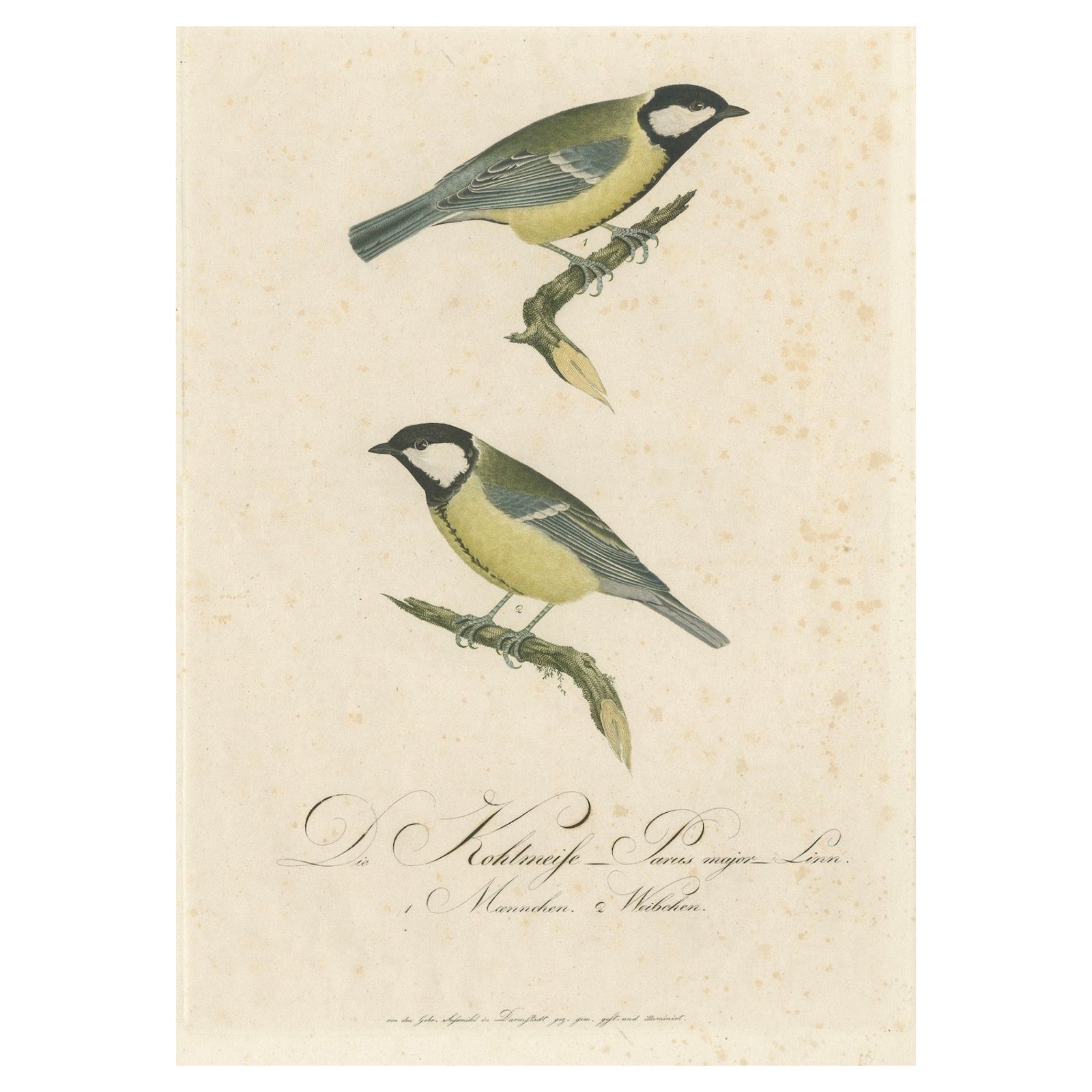 Nature’s Pair: The Artistic Depiction of Great Tits, Engraving ca.1780