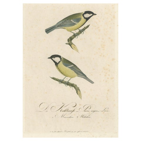 Nature’s Pair: The Artistic Depiction of Great Tits, Engraving ca.1780