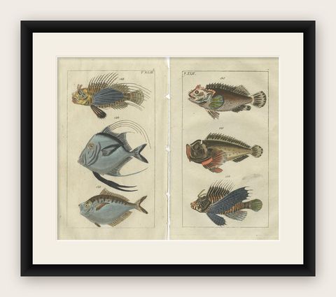 Set of 2 Antique Fish Prints - Lionfish - Ponyfish - Scorpion Fish, shown framed