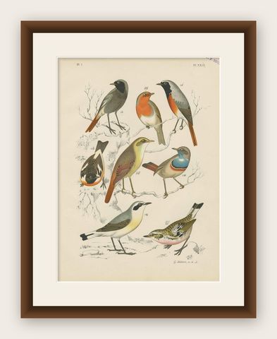 Antique Bird Print of the Robin, Blue Throat and European Stonechat (1886), shown framed