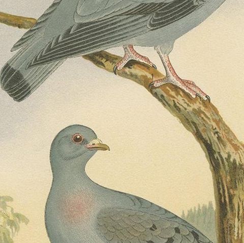 Antique Bird Print of the Stock Dove by Naumann, circa 1895, close-up 2