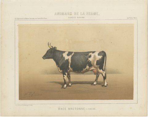 Breton Cow, French Cattle Breed, Antique Chromolithograph by Borie, 1863, view 2