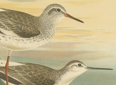 Redshank and Marsh Sandpiper, Antique Shorebird Lithograph c.1895, close-up 4