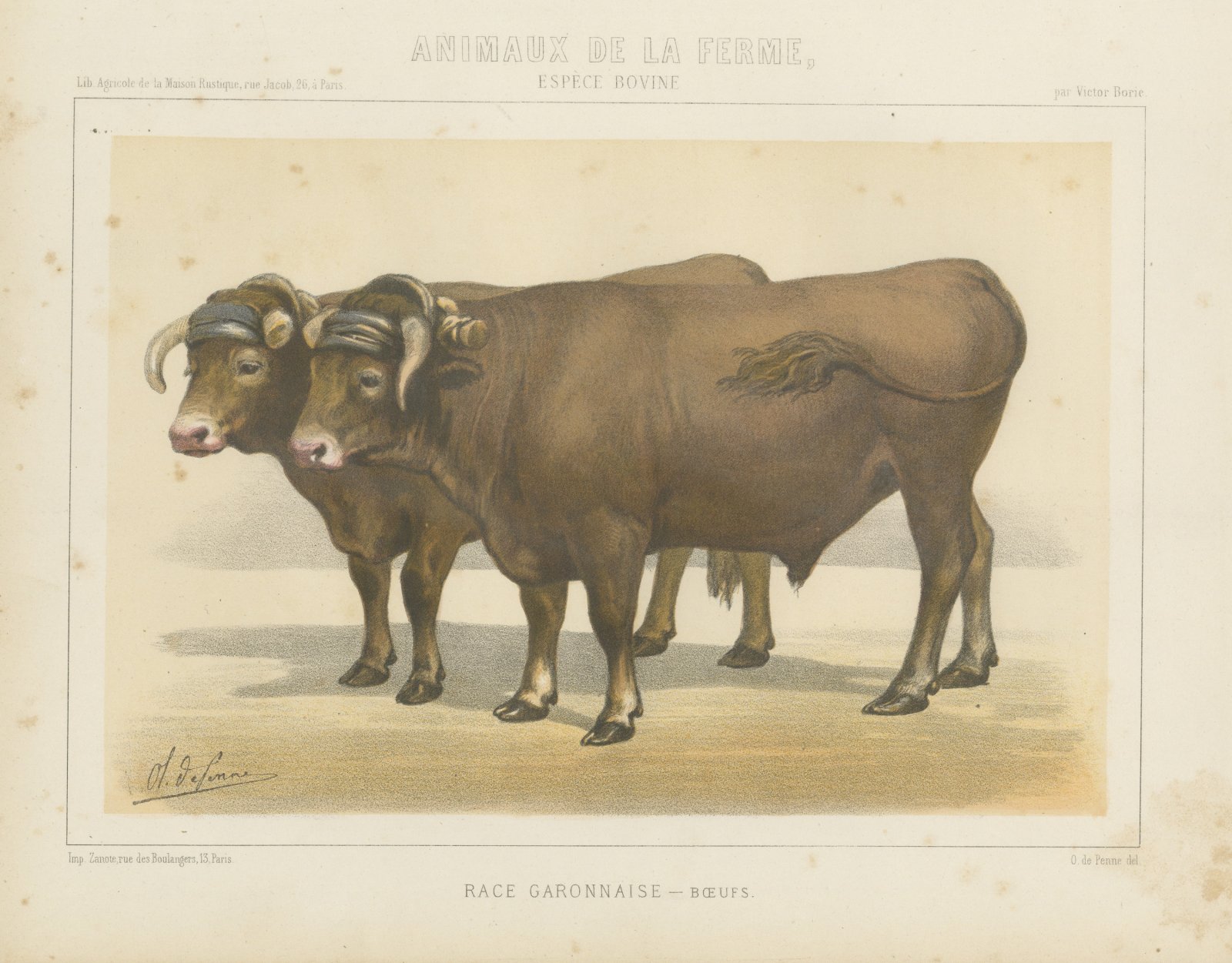 Garonnais Oxen, French Cattle Breed, Antique Chromolithograph by Borie, 1863