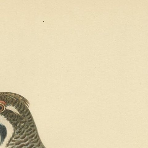 Antique Bird Print of the Hazel Grouse 'Male' by Von Wright, 1929, close-up 1
