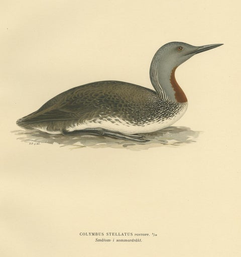 Antique Bird Print of the Red-Throated Loon by Von Wright '1929', view 3