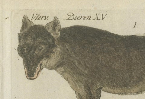 Hand Colored Antique Print of Wolves and a Fox, circa 1820, close-up 4