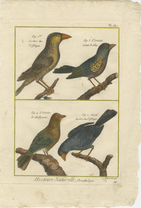 Hand-Colored Engraving of African and Malagasy Grosbeaks and Ortolans, 1790, view 2