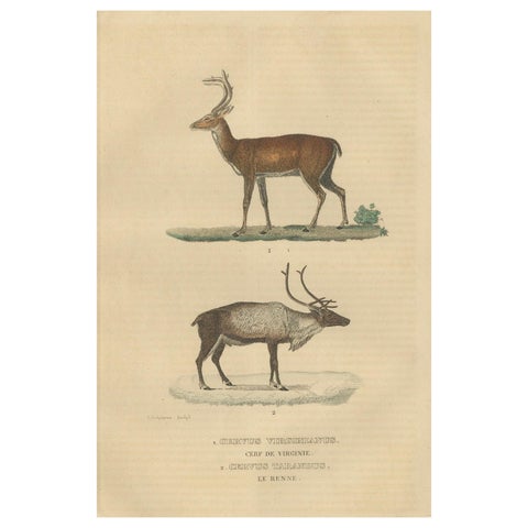 Graceful Grazers: The White-Tailed Deer and the Reindeer, 1845