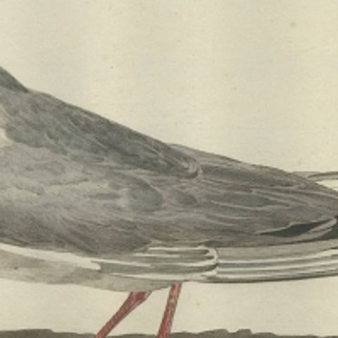 Antique Bird Print of the Male Black-Headed Gull by Sepp & Nozeman, 1789, close-up 1