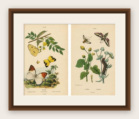 Pair of French Butterfly & Moth Engravings by Guérin & Duméril, 1835, shown framed