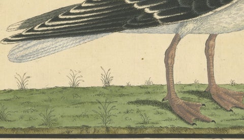 Antique Hand-Colored Engraving of The Great Black and White Gull by Albin, 1735, close-up 3