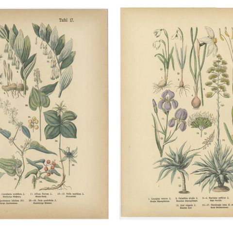 Antique German Botanical Atlas Plates, Tafel 17–18, Lilies & Irises, 1885, close-up 1