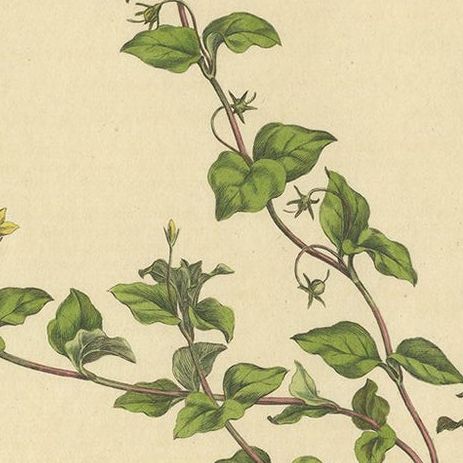 Antique Botany Print of Lysimachia Nemorum by Curtis 'circa 1817', close-up 2