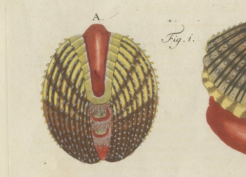 Original Antique Natural History Print of Shipworm and Sea Pen by Bertuch, 1800, close-up 2