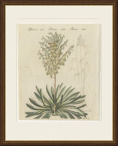 Yucca Adam's Needle in Full Flower, Antique Bertuch Print, circa 1812, shown framed