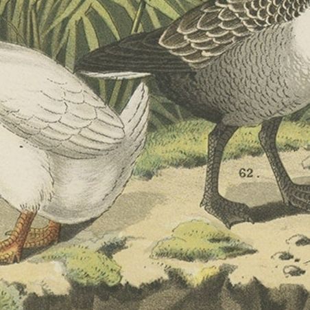 Old Print Showing Various Geese; Canada Goose, Snow Goose, Brant Goose Etc, 1886, close-up 3